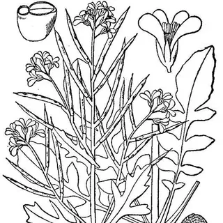 thumbnail for publication: Upland Cress—Barbarea verna (Mill.) Aschers.